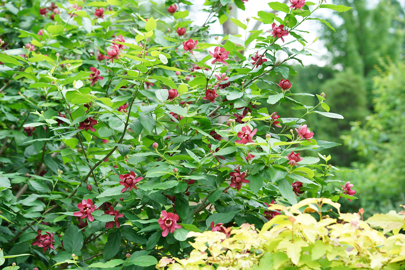 Aphrodite Sweetshrub (Calycanthus hybrid)