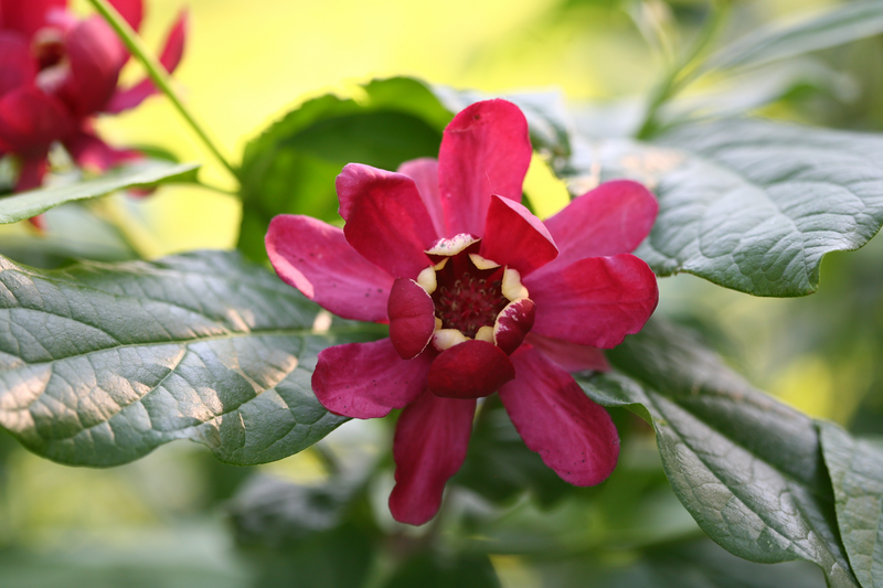 Aphrodite Sweetshrub (Calycanthus hybrid)