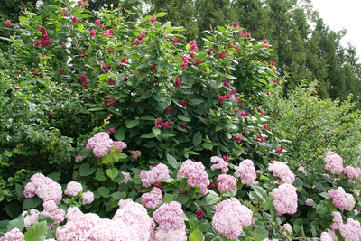 Aphrodite Sweetshrub (Calycanthus hybrid)