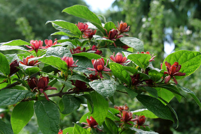 Simply Scentsational® Sweetshrub (Calycanthus)