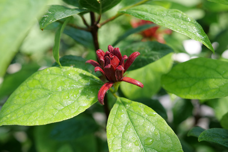 Simply Scentsational® Sweetshrub (Calycanthus)