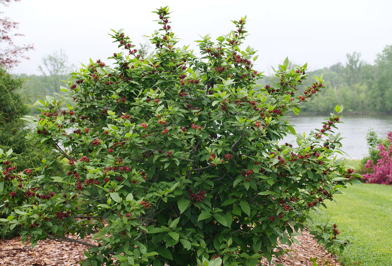 Simply Scentsational® Sweetshrub (Calycanthus)