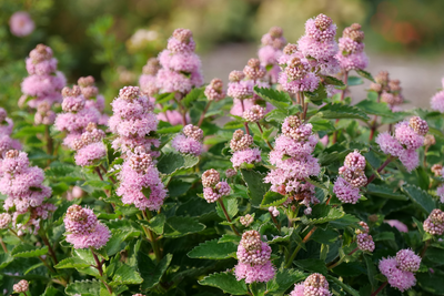 Beyond Pink'd™ Bluebeard (Caryopteris)