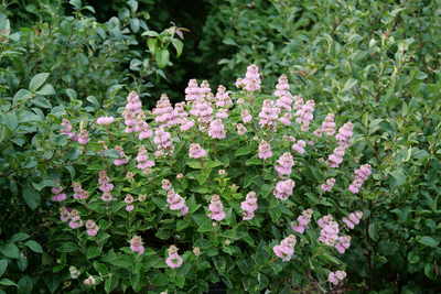 Beyond Pink'd™ Bluebeard (Caryopteris)