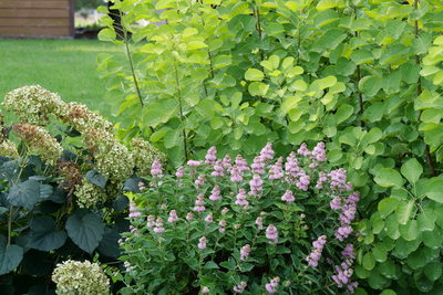 Beyond Pink'd™ Bluebeard (Caryopteris)