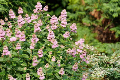 Beyond Pink'd™ Bluebeard (Caryopteris)