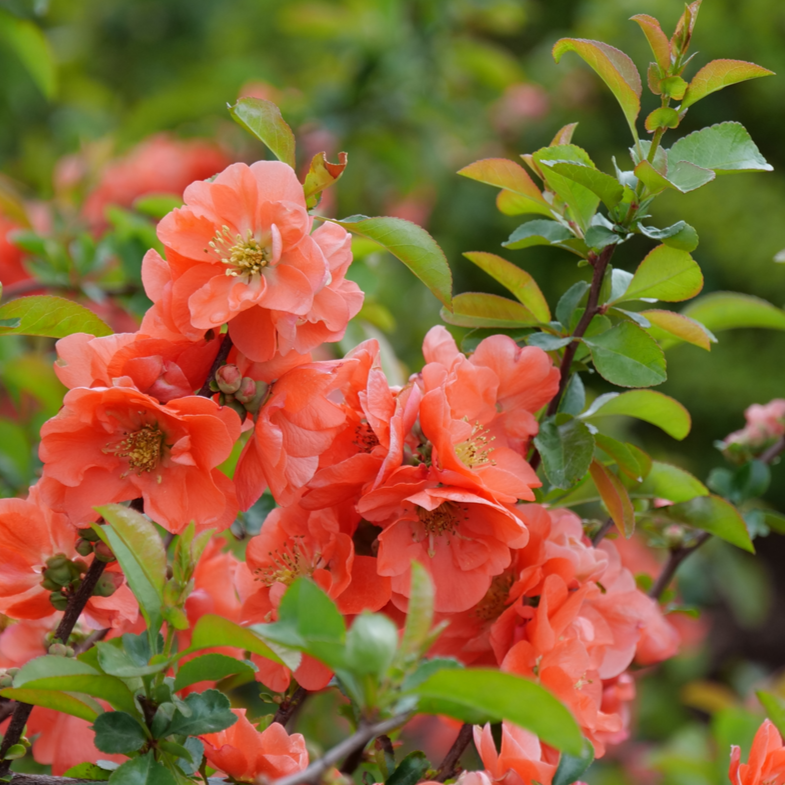 Double Take® Peach Quince (Chaenomeles speciosa)