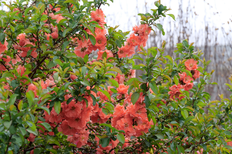 Double Take® Peach Quince (Chaenomeles speciosa)