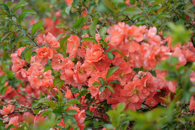 Double Take® Peach Quince (Chaenomeles speciosa)