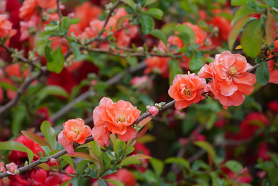 Double Take® Peach Quince (Chaenomeles speciosa)