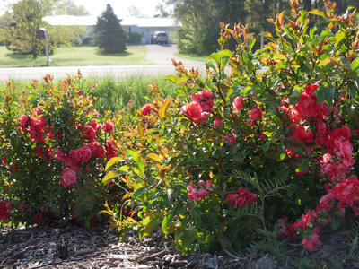 Double Take® Peach Quince (Chaenomeles speciosa)