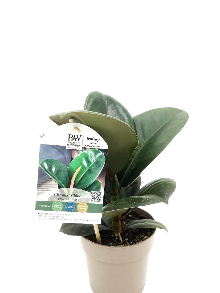 Chroma® Chloe Rubber Plant (Ficus elastica)