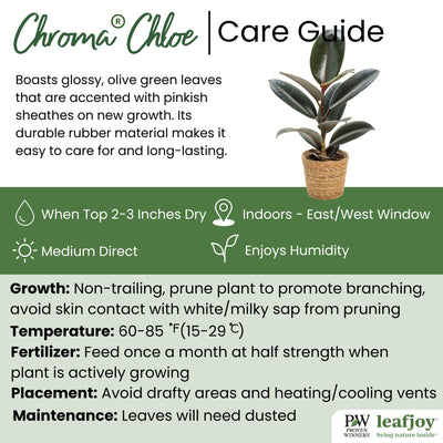 Chroma® Chloe Rubber Plant (Ficus elastica)