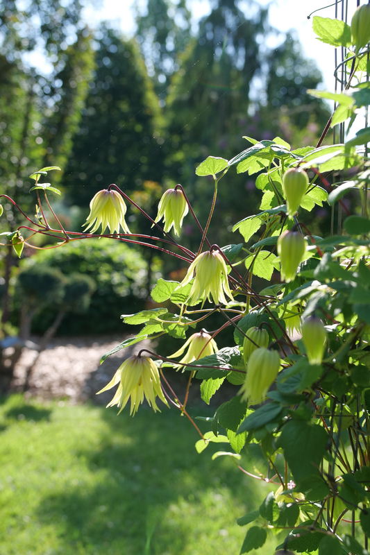 Funyella™ (Clematis) - New Proven Winners® Variety 2025