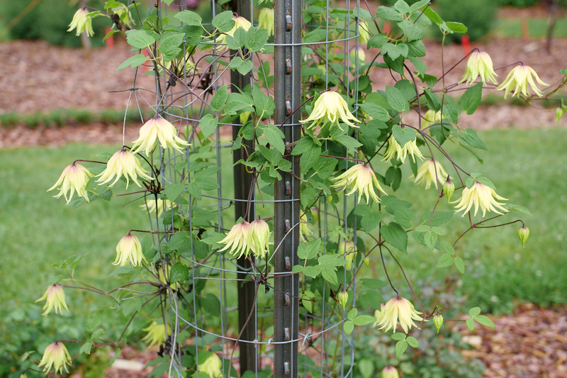 Funyella™ (Clematis) - New Proven Winners® Variety 2025