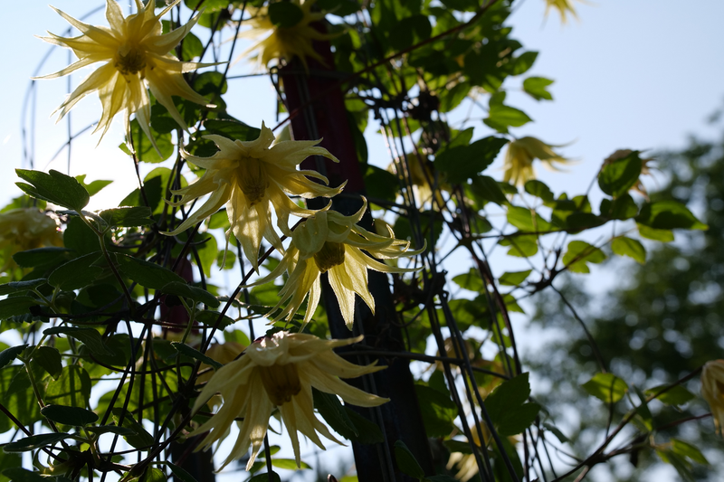 Funyella™ (Clematis) - New Proven Winners® Variety 2025