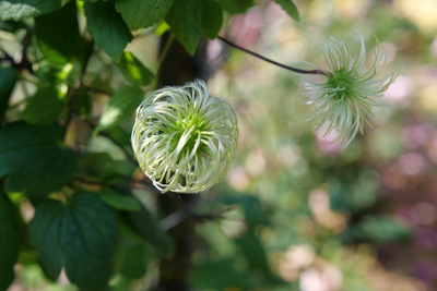 Funyella™ (Clematis) - New Proven Winners® Variety 2025