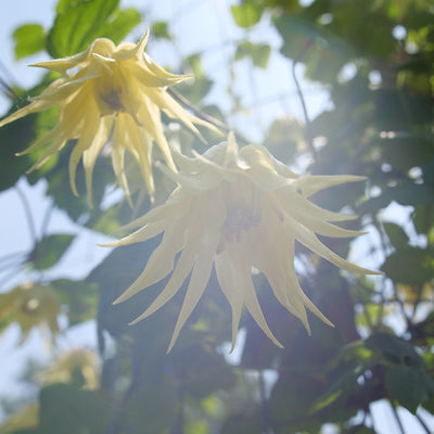 Funyella™ (Clematis) - New Proven Winners® Variety 2025