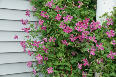 Pink Mink® Clematis (clematis hybrid)