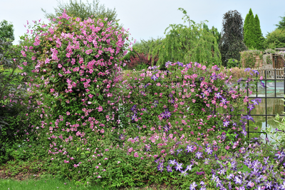 Pink Mink® Clematis (clematis hybrid)