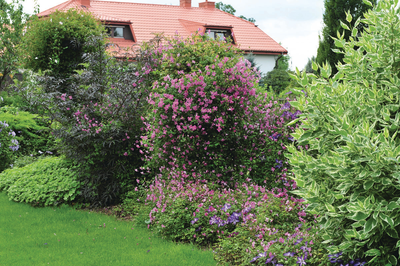 Pink Mink® Clematis (clematis hybrid)