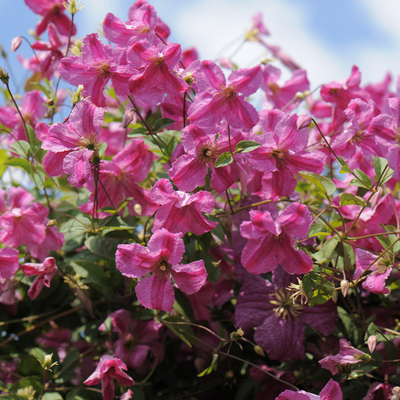 Pink Mink® Clematis (clematis hybrid)