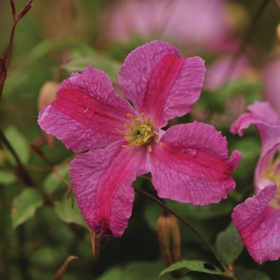 Pink Mink® Clematis (clematis hybrid)