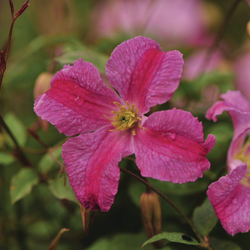 Pink Mink® Clematis (clematis hybrid)