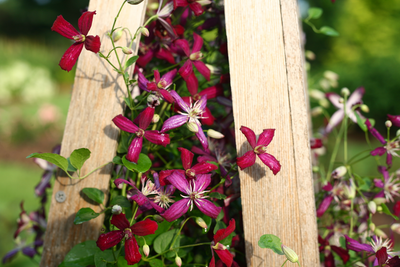 'Sweet Summer Love' (Clematis hybrid)