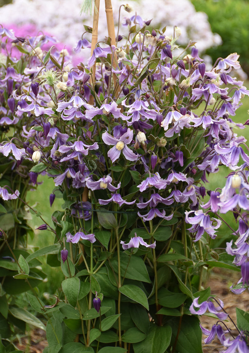 flower power lavender Flower Power #2 EZ Scape™ – Proven Winners Direct™