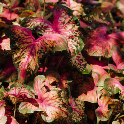 Heart to Heart® 'Clowning Around' Shade Caladium Bulbs