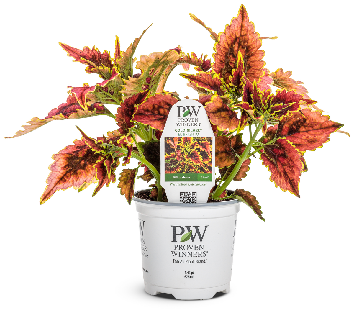 Proven Winners® Annual Plants|Solenostemon -ColorBlaze® El Brighto ...