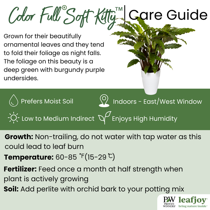 Color Full® Soft Kitty™ Prayer Plant (Calathea rufibarba)