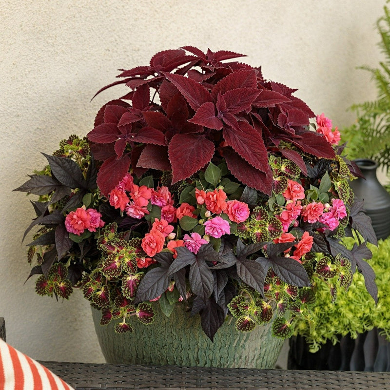 Proven Winners® Annual Plants|Solenostemon - ColorBlaze Rediculous Coleus 2