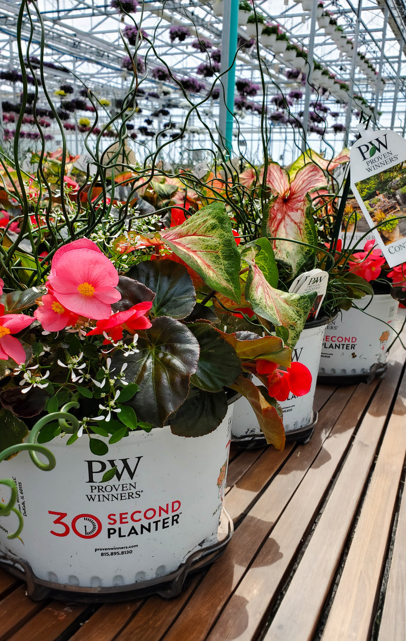 Coming Up Roses - 30 Second Planter™ | New to Proven Winners Direct™