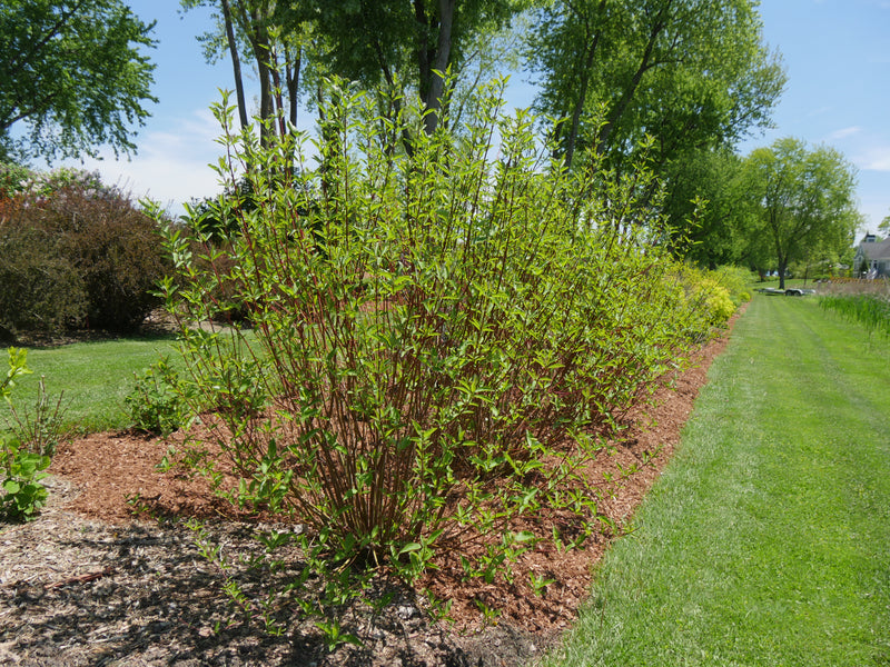 Arctic Fire® Red Red-Osier Dogwood (Cornus)