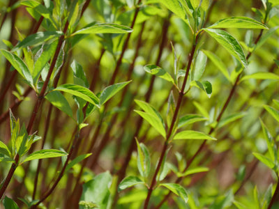 Arctic Fire® Red Red-Osier Dogwood (Cornus)