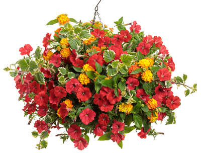 Crimson and Ivy Combination Hanging Basket