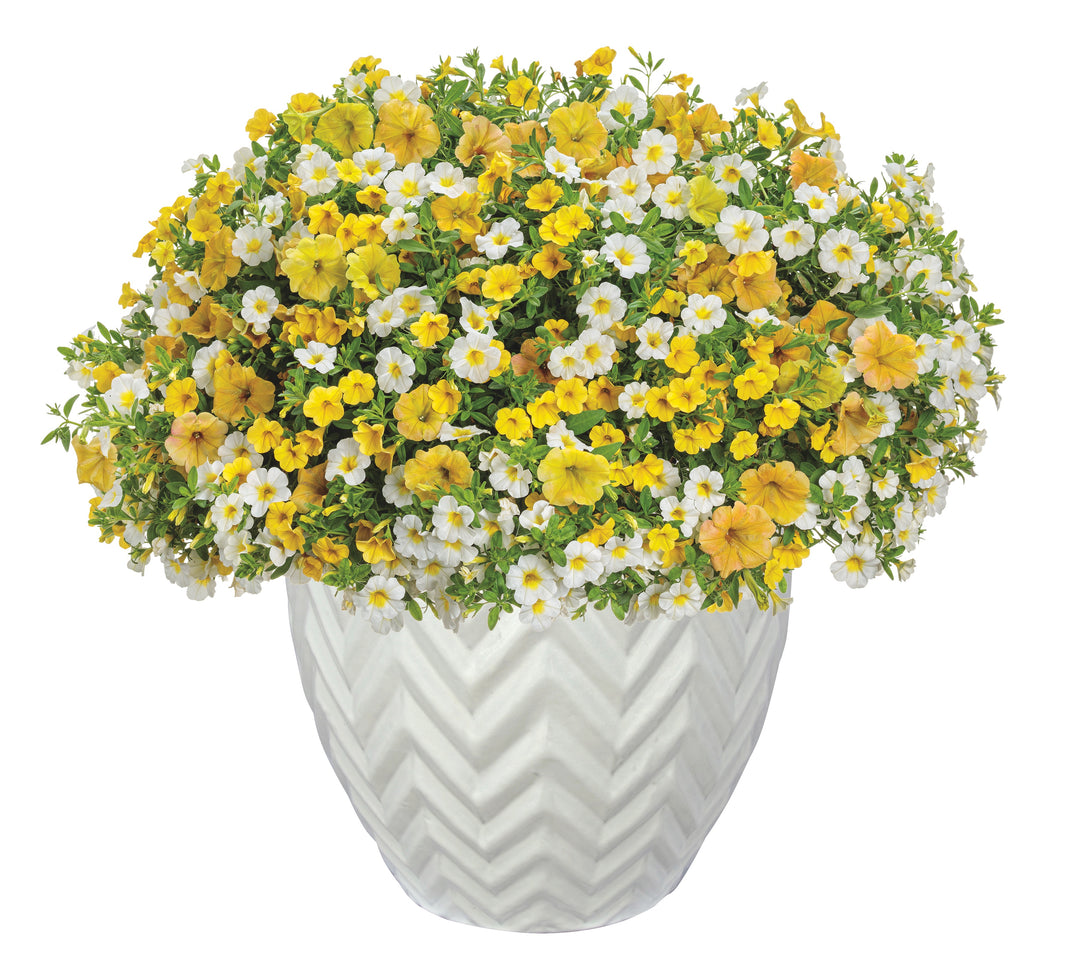 Crushed Pineapple – Proven Winners Direct™