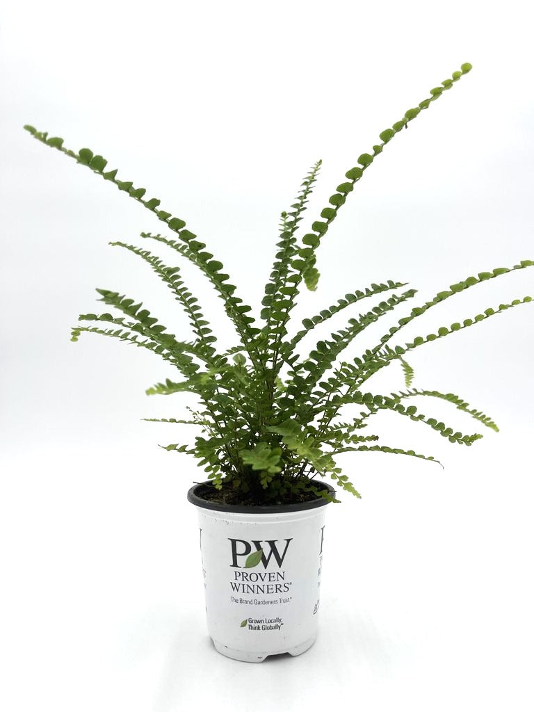 leafjoy littles™ Cute as a Button™ Fern (Nephrolepis cordifolia) - New Proven Winners® Product 2024