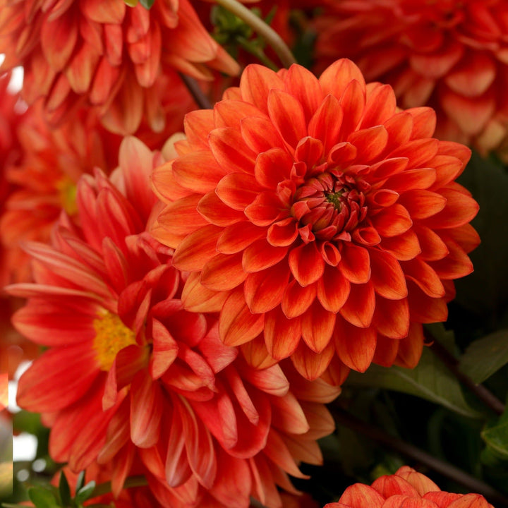 D A H L I A Xページ Dahlia LaBella® Grande 'DAMX 3299' from Penn State Trial Gardens