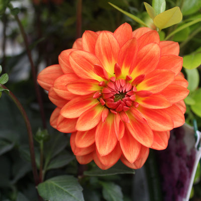 Proven Selections Dalina Grande Emilio Dahlia up close.