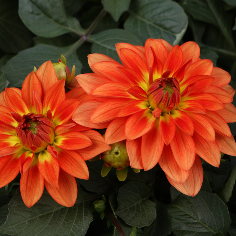 Proven Selections Dalina Grande Emilio Dahlia up close.