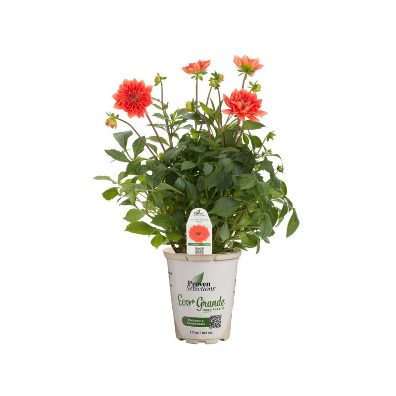Proven Selections® Dalina® Grande Emilio Dahlia
