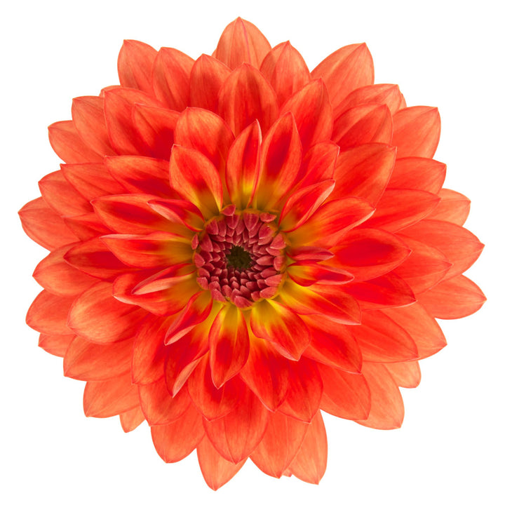 Proven Selections® Dalina® Grande Emilio Dahlia