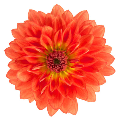 Proven Selections® Dalina® Grande Emilio Dahlia