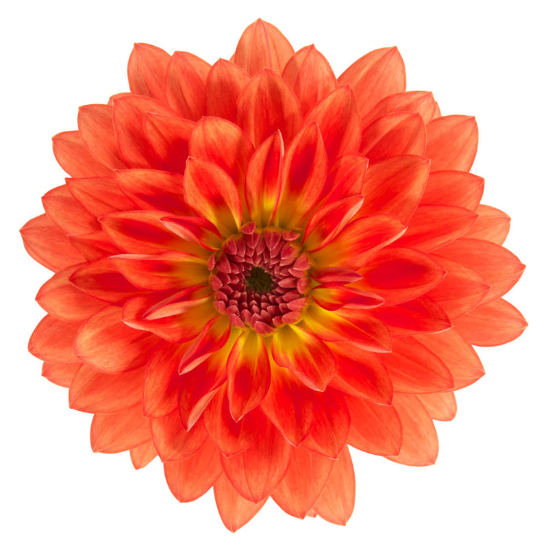 Proven Selections® Dalina® Grande Emilio Dahlia