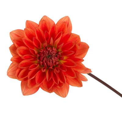 Proven Selections® Dalina® Grande Emilio Dahlia