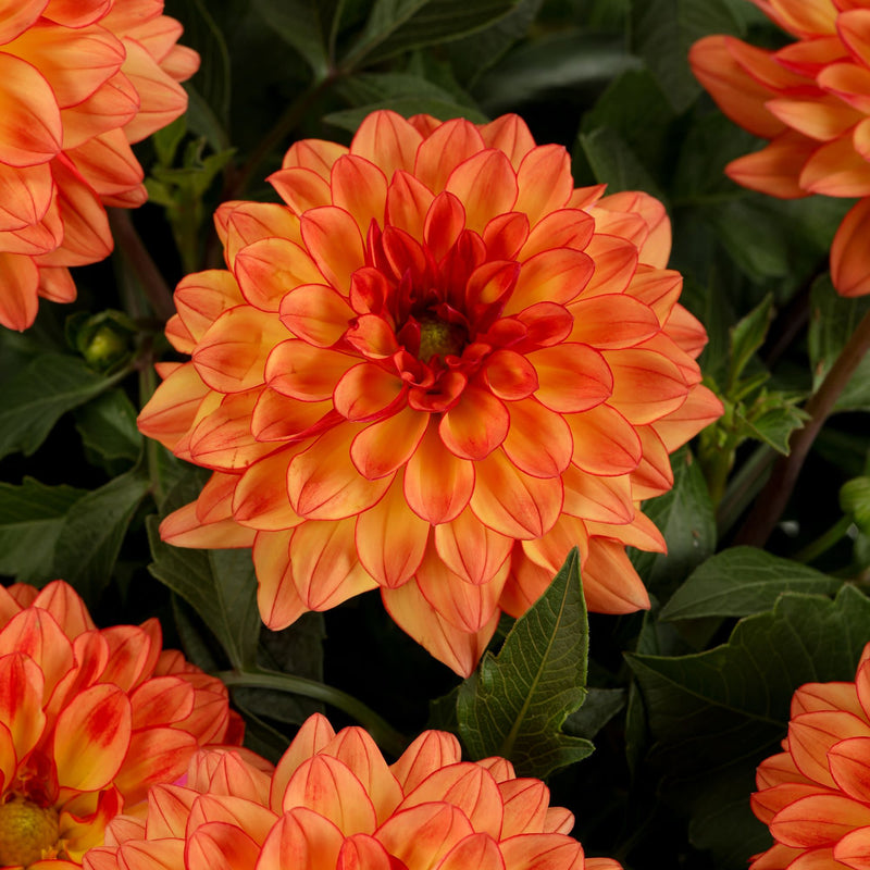 Limited Edition Royale | Proven Selections® Dalina® Grande Tequila Dahlia