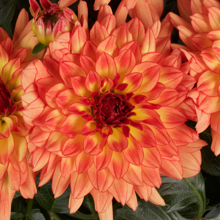 Limited Edition Royale™ | Proven Selections® Dalina® Grande Tequila Dahlia